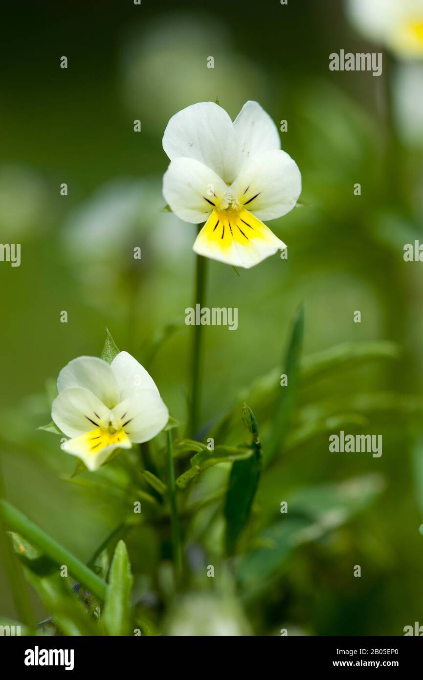 Pansy coltivato, pansy campo, pansy piccolo selvaggio (Viola arvensis), fiori, Germania Foto Stock