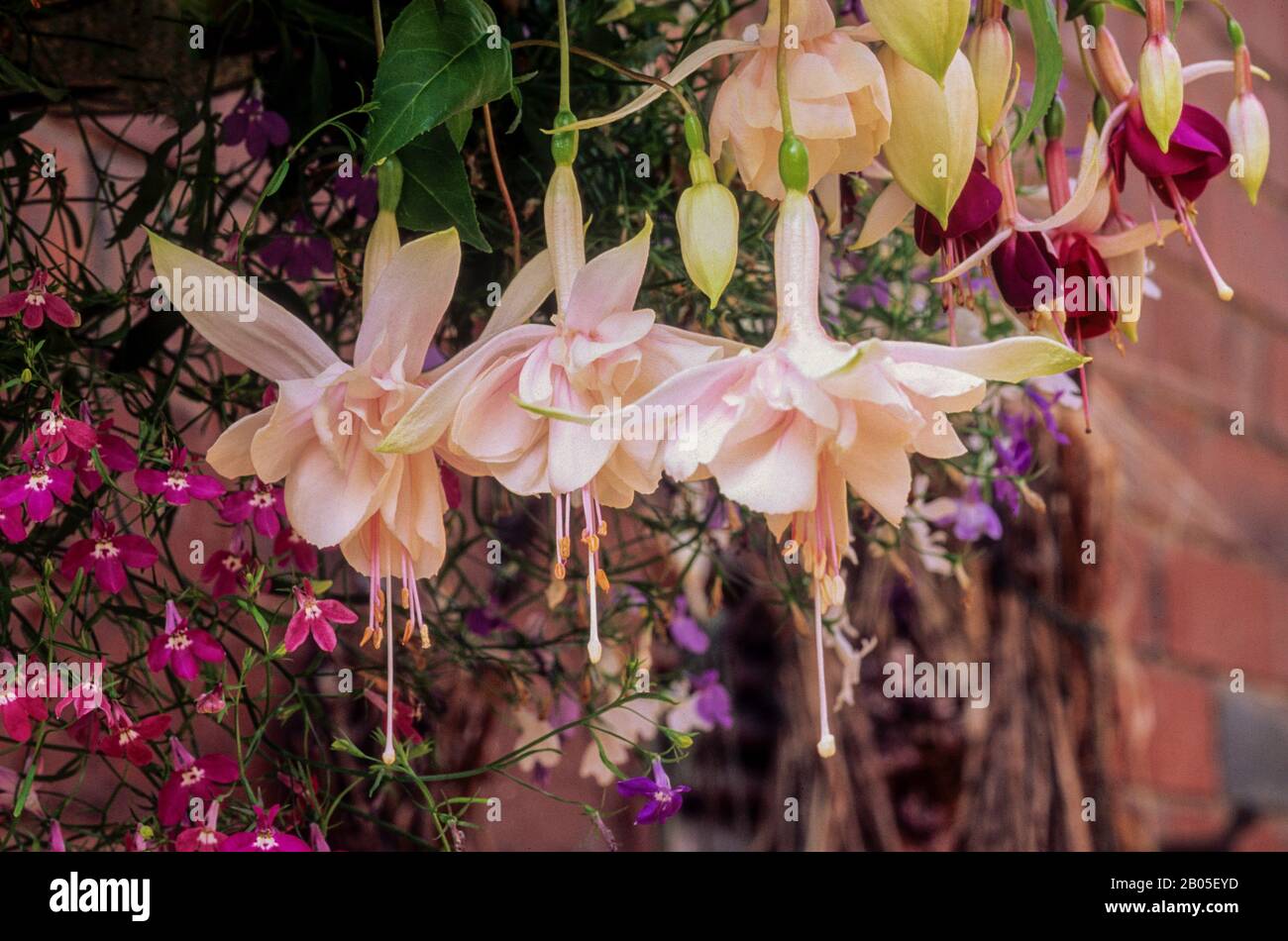 Primo piano di Fuchsia Pink Galore con tre fiori e boccioli nel cesto sospeso. Una doppia fuchsia finale che è decidua & brina tenera. Foto Stock