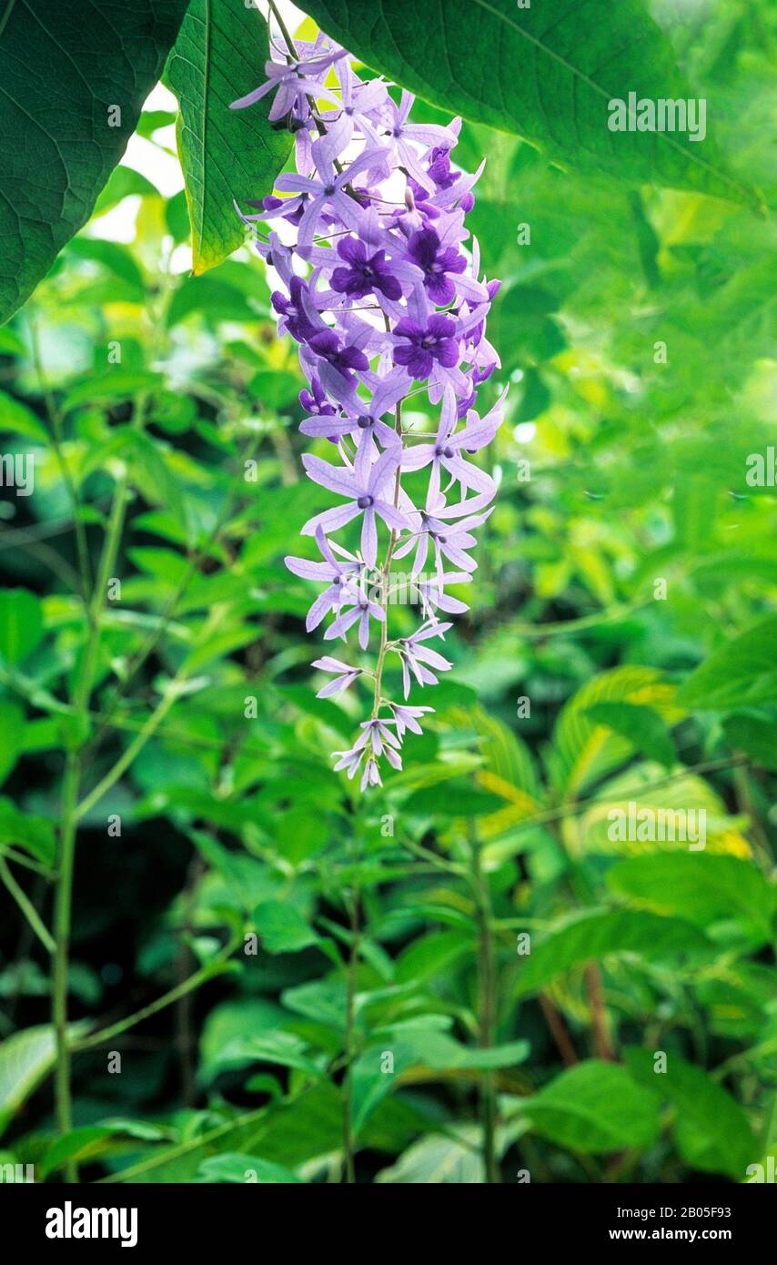 Petrea volubilis è un semi-evergren perenne arrampicata che ha panicoli arching di fiori viola in fine inverno e estate ed è teneramente gelo. Foto Stock