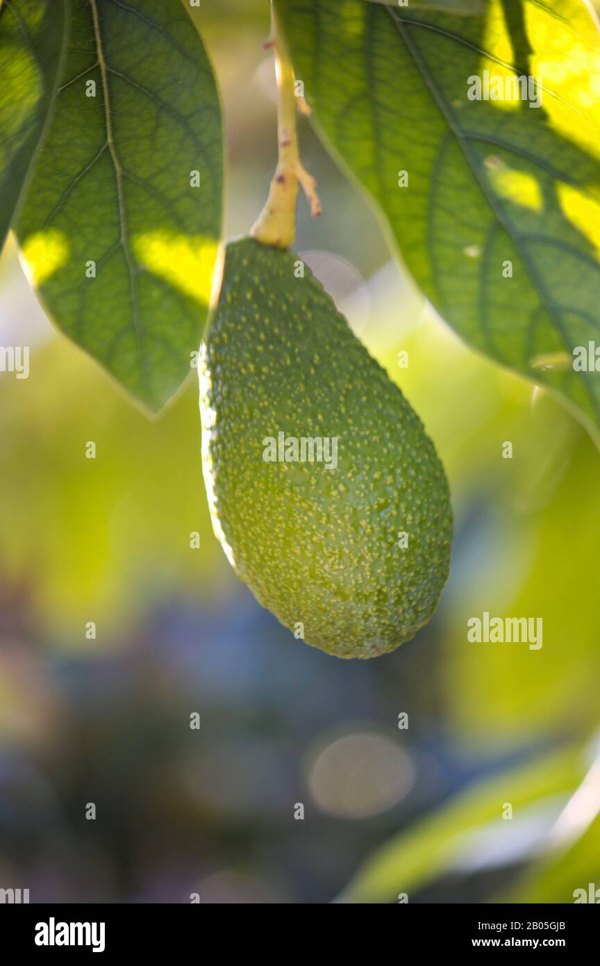 Primo piano di un avocado in fase di sviluppo e maturazione insieme ad alcune foglie di avocado da cui dipende ancora Foto Stock