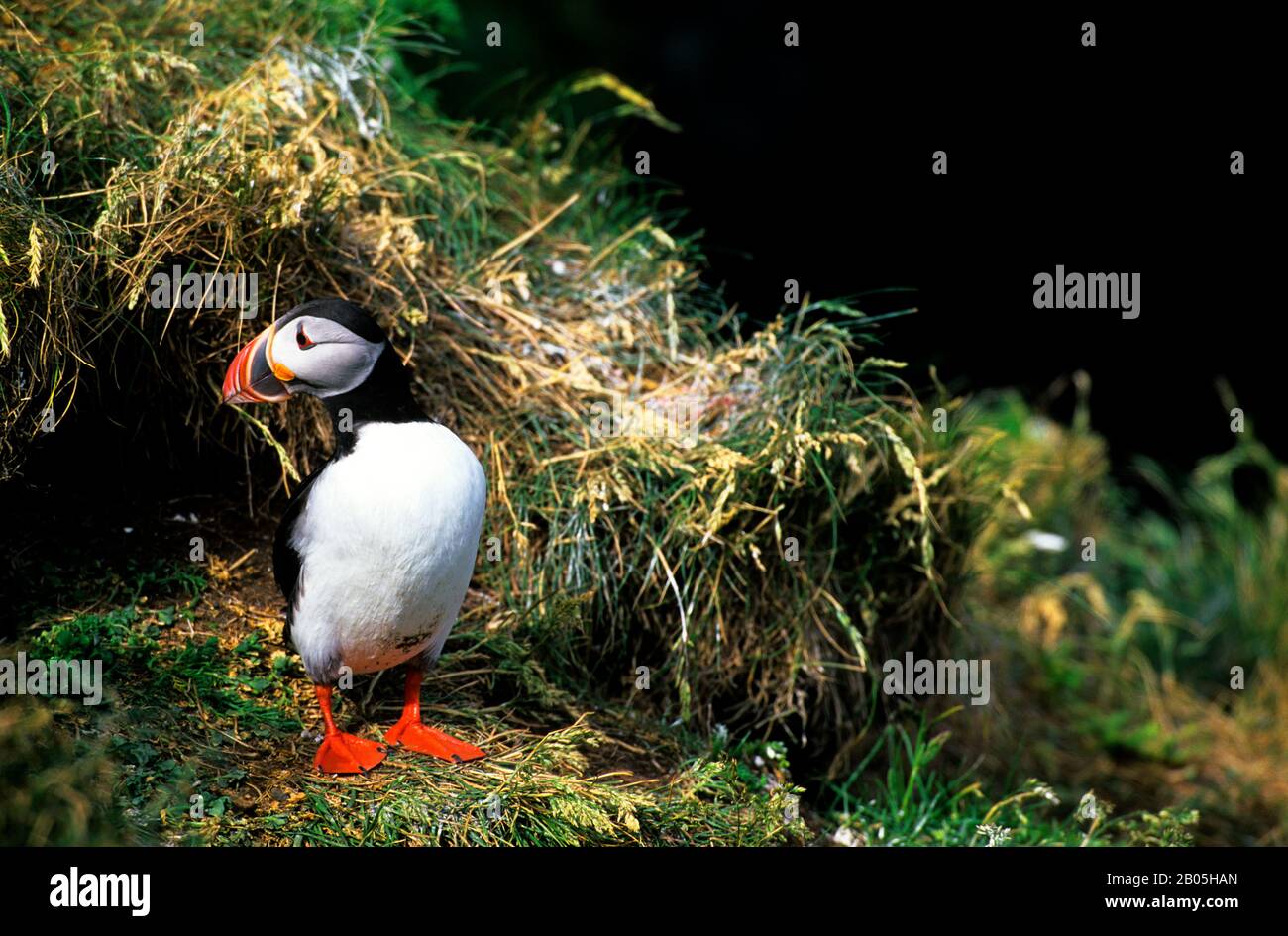 ISLANDA, COSTA SUD, VICINO A SKOGAR, SANTUARIO DEGLI UCCELLI DI DYRHOLAEY, PUFFIN ATLANTICO DI FRONTE AL BURROW DI ALLEVAMENTO Foto Stock