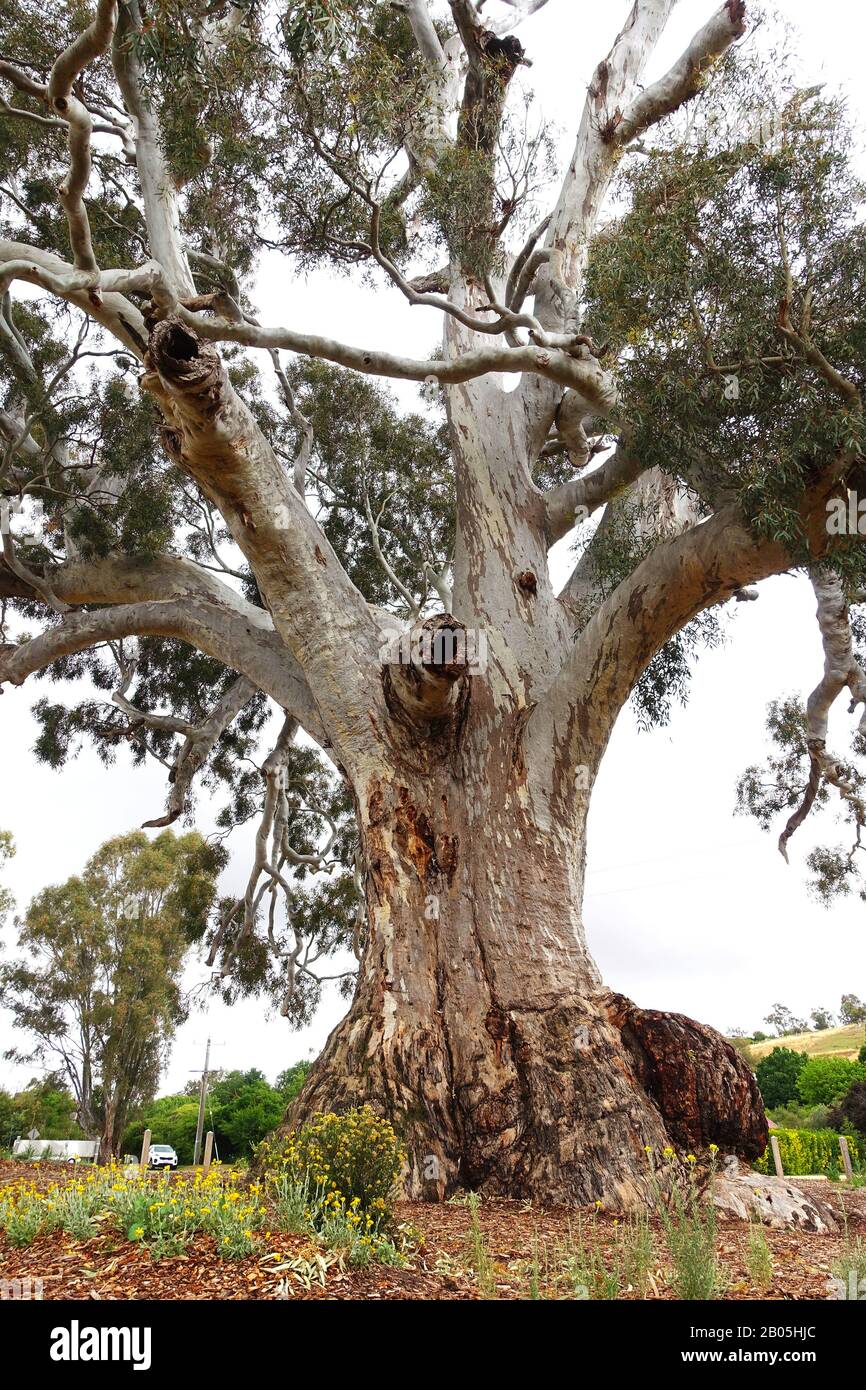 Antico River Red Gum Tree, Guildford, Victoria, Foto Stock