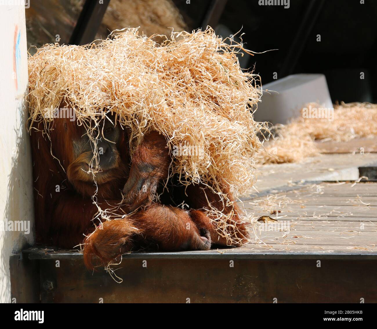 Orangutang coperto di paglia Foto Stock