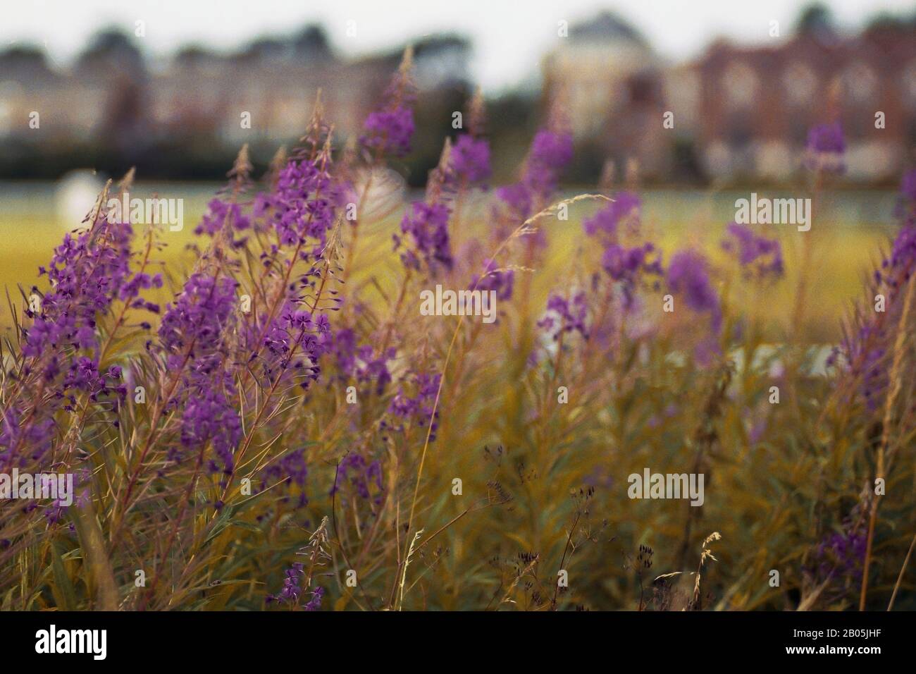 vista sulla valle del fiume avon dall'ippodromo stratford upon avon warwickshire inghilterra regno unito Foto Stock