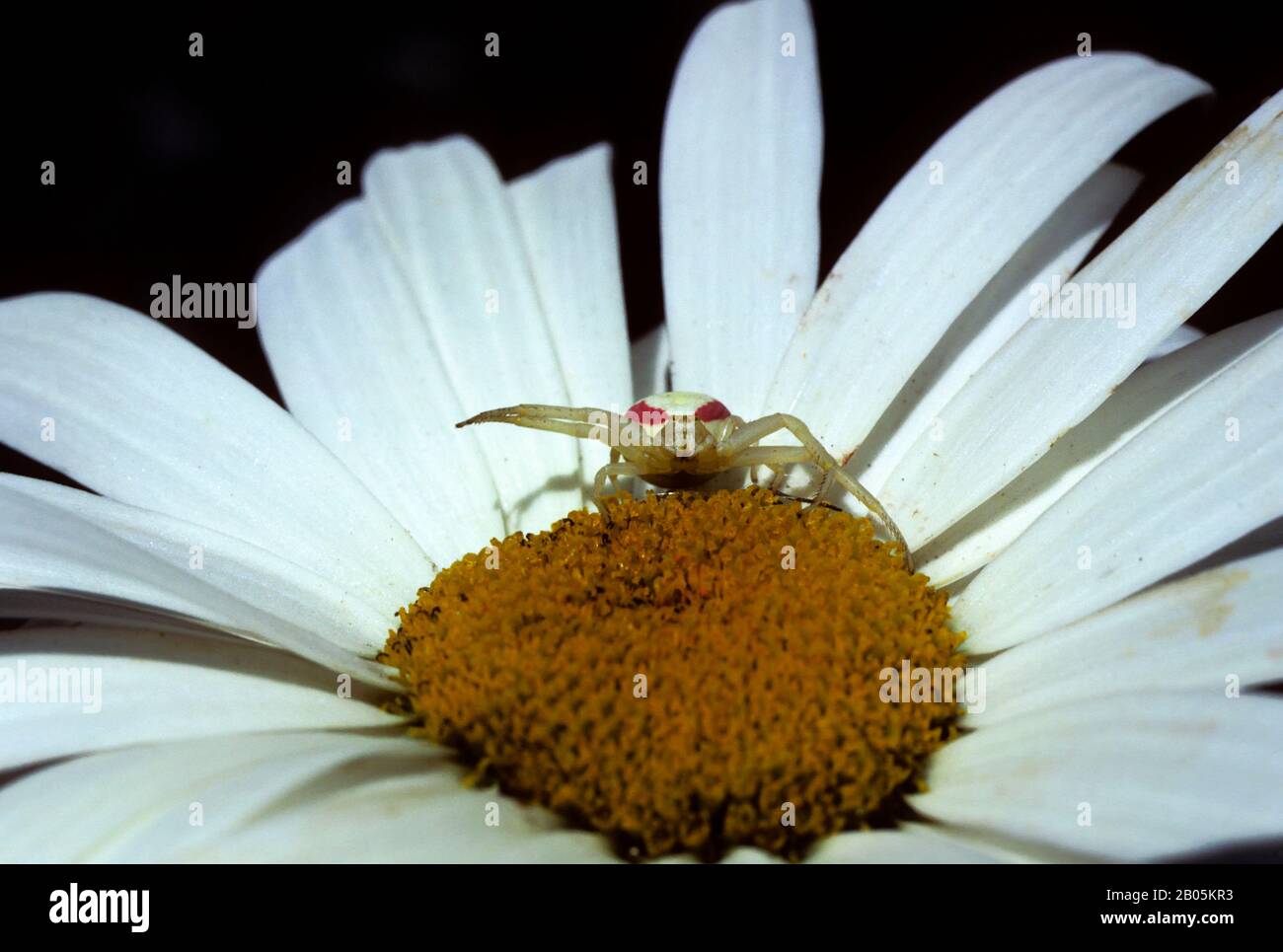 USA, WASHINGTON, RAGNO DEL GOLDENROD, (MISUMENA VATIA), IN ATTESA DELLA PREDA Foto Stock