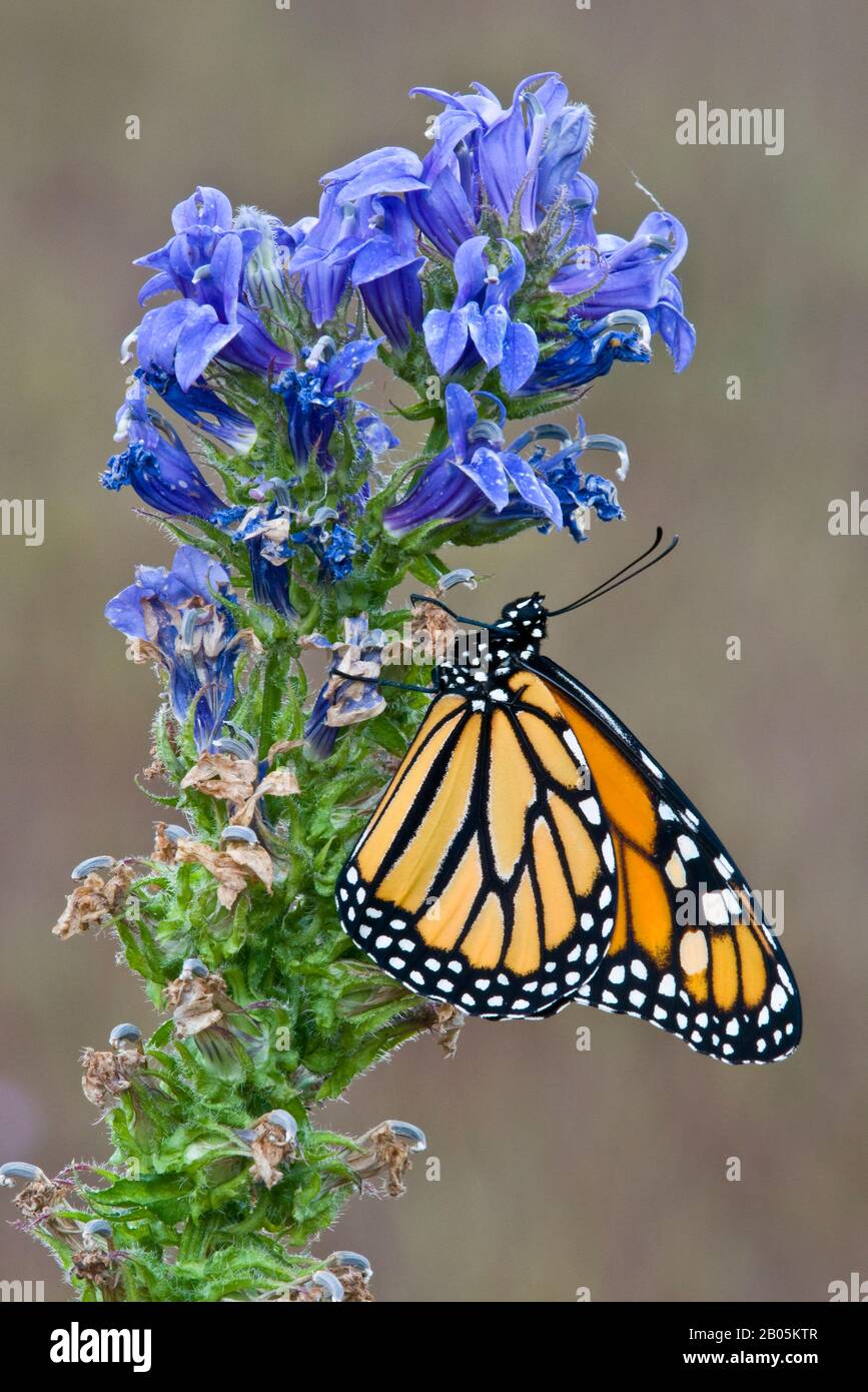 Monarch Butterfly (Danaus plexippus) nutrimento di fiori di Great Blue Lobelia (Lobelia siphilitica), Eastern USA, di Skip Moody/Dembinsky Photo Assoc Foto Stock