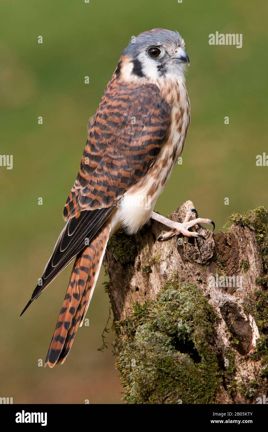 American Kestrel, Sparrow Hawk, femmina (Falco sparverius), e USA, di Skip Moody/Dembinsky Photo Assoc Foto Stock