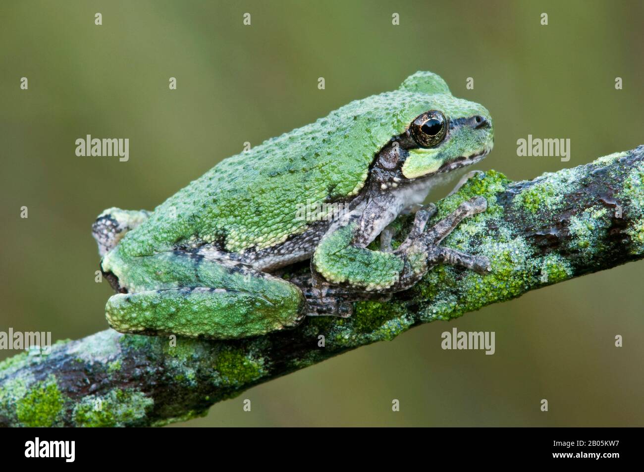 Comune Treefrog grigio (Ayla versicolor), arroccato su ramo di albero, e USA, di Skip Moody/Dembinsky Photo Assoc Foto Stock