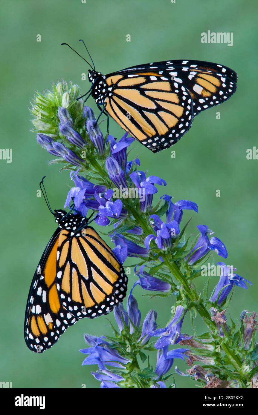 Monarch Butterflies (Danaus plexippus) alimentazione su fiori di Great Blue Lobelia (Lobelia siphilitica), Stati Uniti orientali, da Skip Moody/Dembinsky Photo Ass Foto Stock