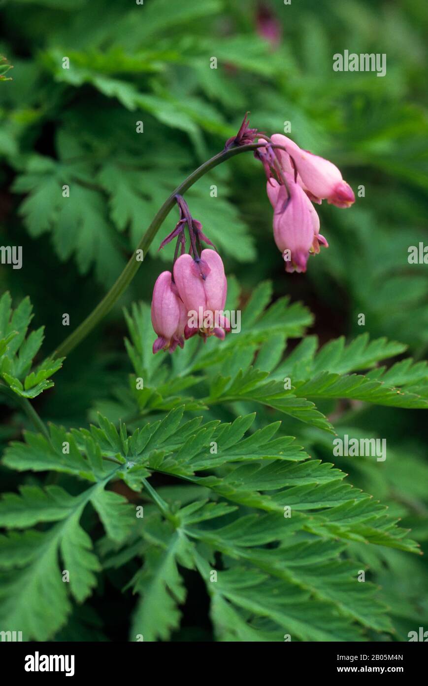 USA, WASHINGTON, CASCADE MOUNTAINS, WESTERN DURGEN HEART (DICENTRA FORMOSA) Foto Stock
