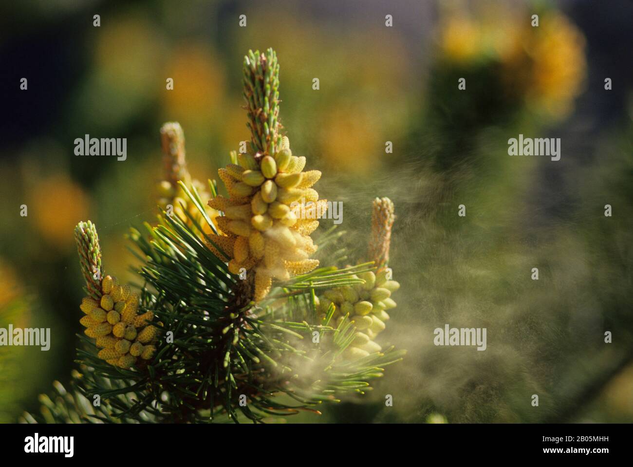 USA, WASHINGTON, ISOLE SAN JUAN, ISOLA LOPEZ, PINO, VENTO CHE SOFFIA POLLINE DA FIORE MASCHIO Foto Stock