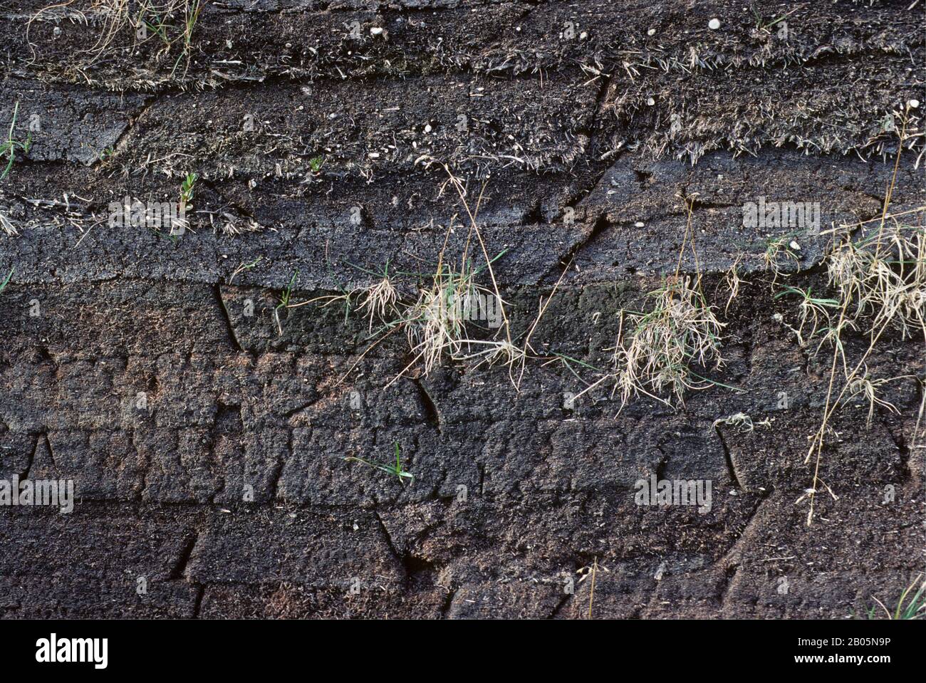 CANADA, TERRANOVA, L'ANSE AUX MEADOWS NHP, REPLICHE DI CASE DI NORSE DA 1000 ANNI FA, PARTICOLARE DI MURO FATTO DI SOD Foto Stock