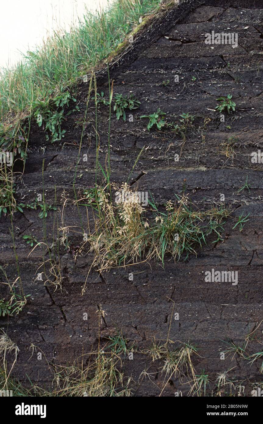 CANADA, TERRANOVA, L'ANSE AUX MEADOWS NHP, REPLICHE DI CASE DI NORSE DA 1000 ANNI FA, DETTAGLIO DI SOD MURO Foto Stock
