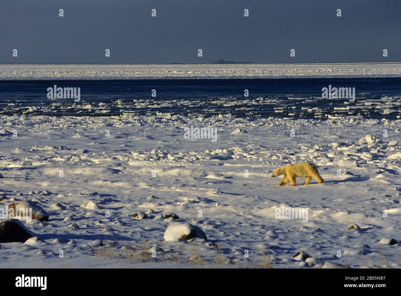 CANADA, MANITOBA, CHURCHILL AREA, ORSO POLARE Foto Stock