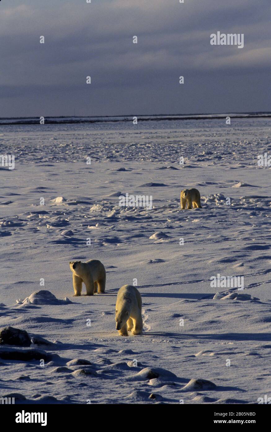 CANADA, MANITOBA, CHURCHILL AREA, ORSI POLARI SU GHIACCIO PACK, ORSO POLARE (URSUS MARITIMUS) Foto Stock