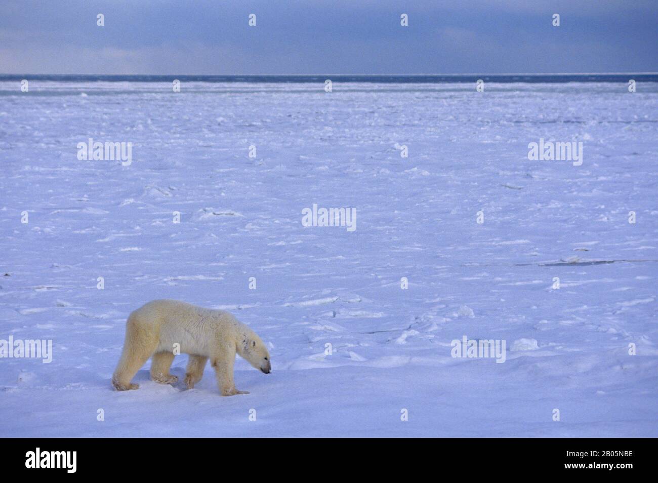 CANADA, MANITOBA, CHURCHILL AREA, ORSO POLARE Foto Stock