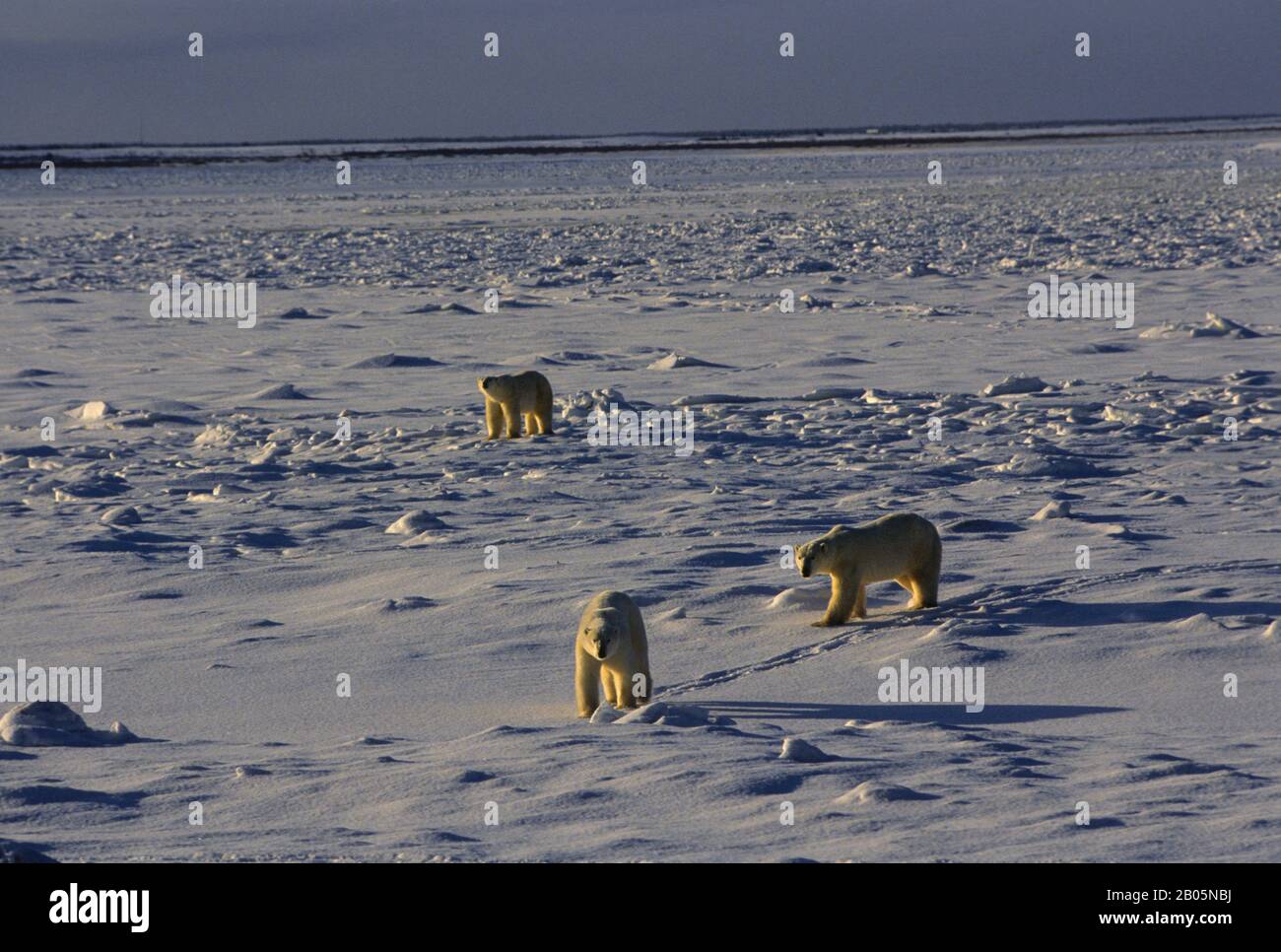 CANADA, MANITOBA, CHURCHILL AREA, ORSI POLARI SU GHIACCIO PACK Foto Stock
