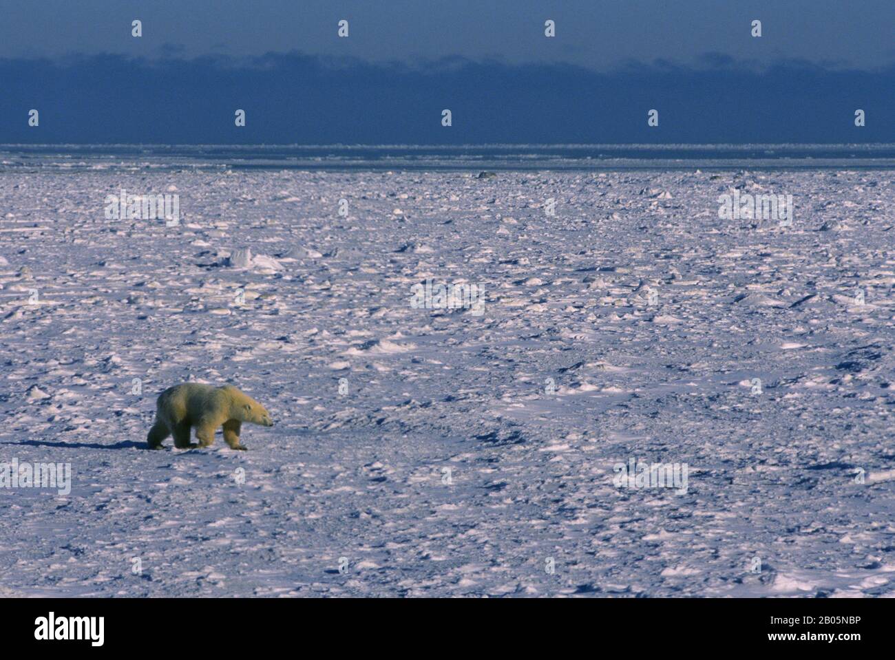 CANADA, MANITOBA, CHURCHILL AREA, ORSO POLARE SU GHIACCIO PACK Foto Stock