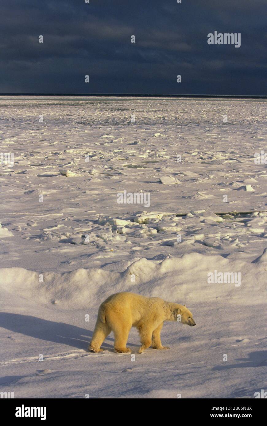 CANADA, MANITOBA, CHURCHILL AREA, ORSO POLARE, ORSO POLARE (URSUS MARITIMUS)AC Foto Stock