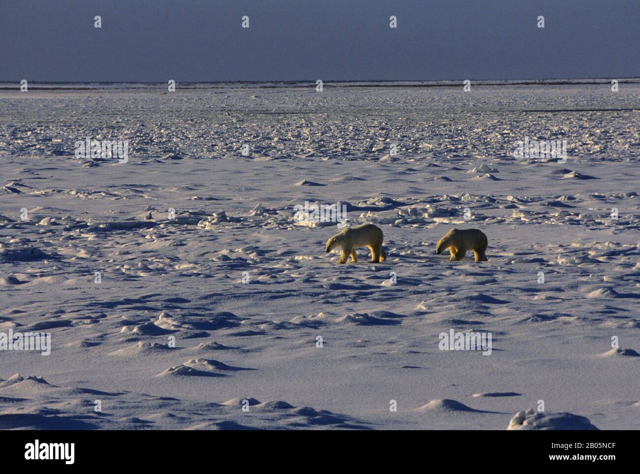 CANADA, MANITOBA, CHURCHILL AREA, ORSI POLARI SU GHIACCIO PACK Foto Stock
