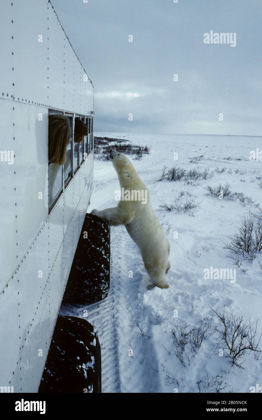 CANADA, MANITOBA, CHURCHILL AREA, TUNDRA BUGGY E ORSO POLARE IN PIEDI, ORSO POLARE (URSUS MARITIMUS) Foto Stock