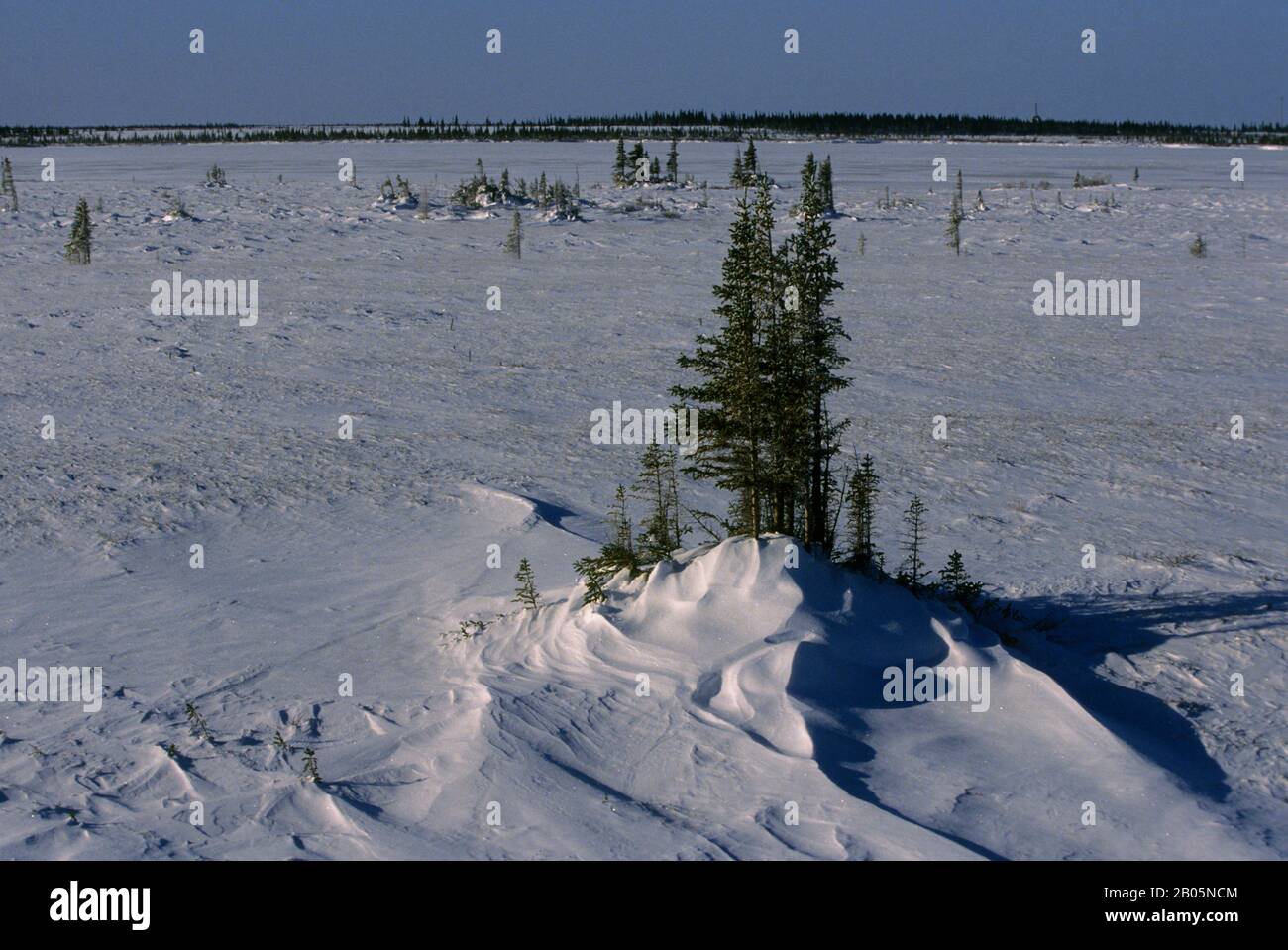 CANADA, MANITOBA, CHURCHILL AREA, TUNDRA, ALBERI DI ABETE BIANCO CON DERIVE DI NEVE Foto Stock