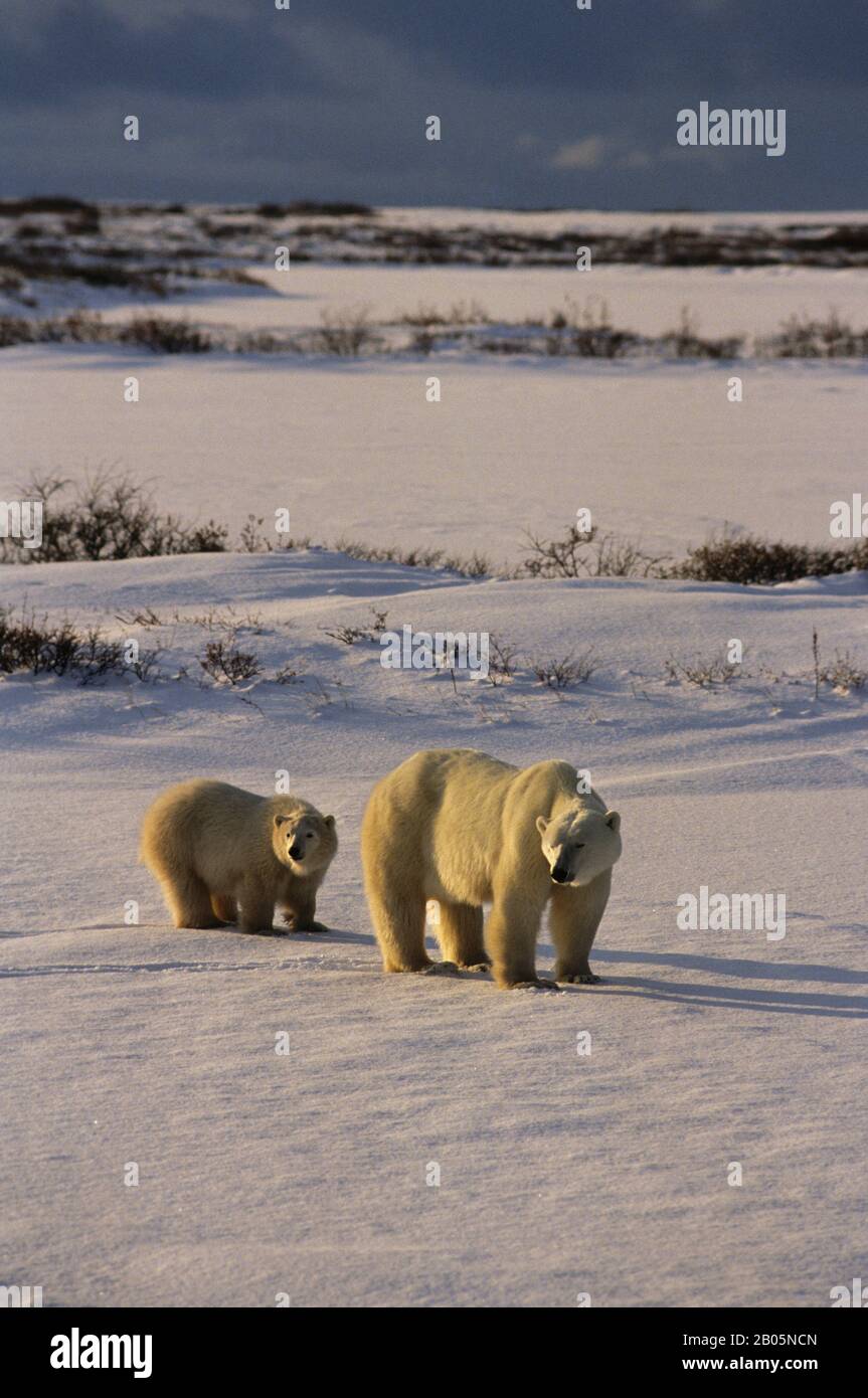 CANADA, MANITOBA, CHURCHILL AREA, ORSI POLARI, FEMMINA CON CUB, ORSO POLARE (URSUS MARITIMUS) Foto Stock