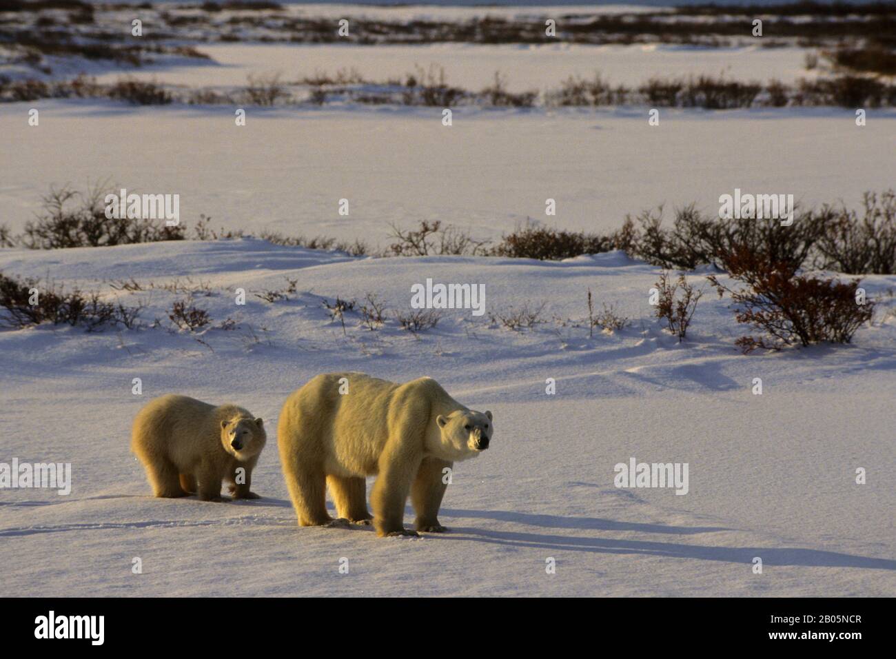 CANADA, MANITOBA, CHURCHILL AREA, ORSI POLARI, FEMMINA CON CUB, ORSO POLARE (URSUS MARITIMUS) Foto Stock