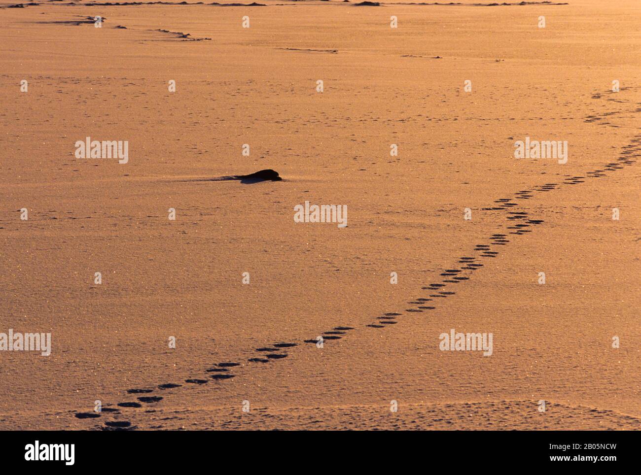 CANADA, MANITOBA, CHURCHILL AREA, PISTE DA ORSI POLARI NELLA NEVE Foto Stock