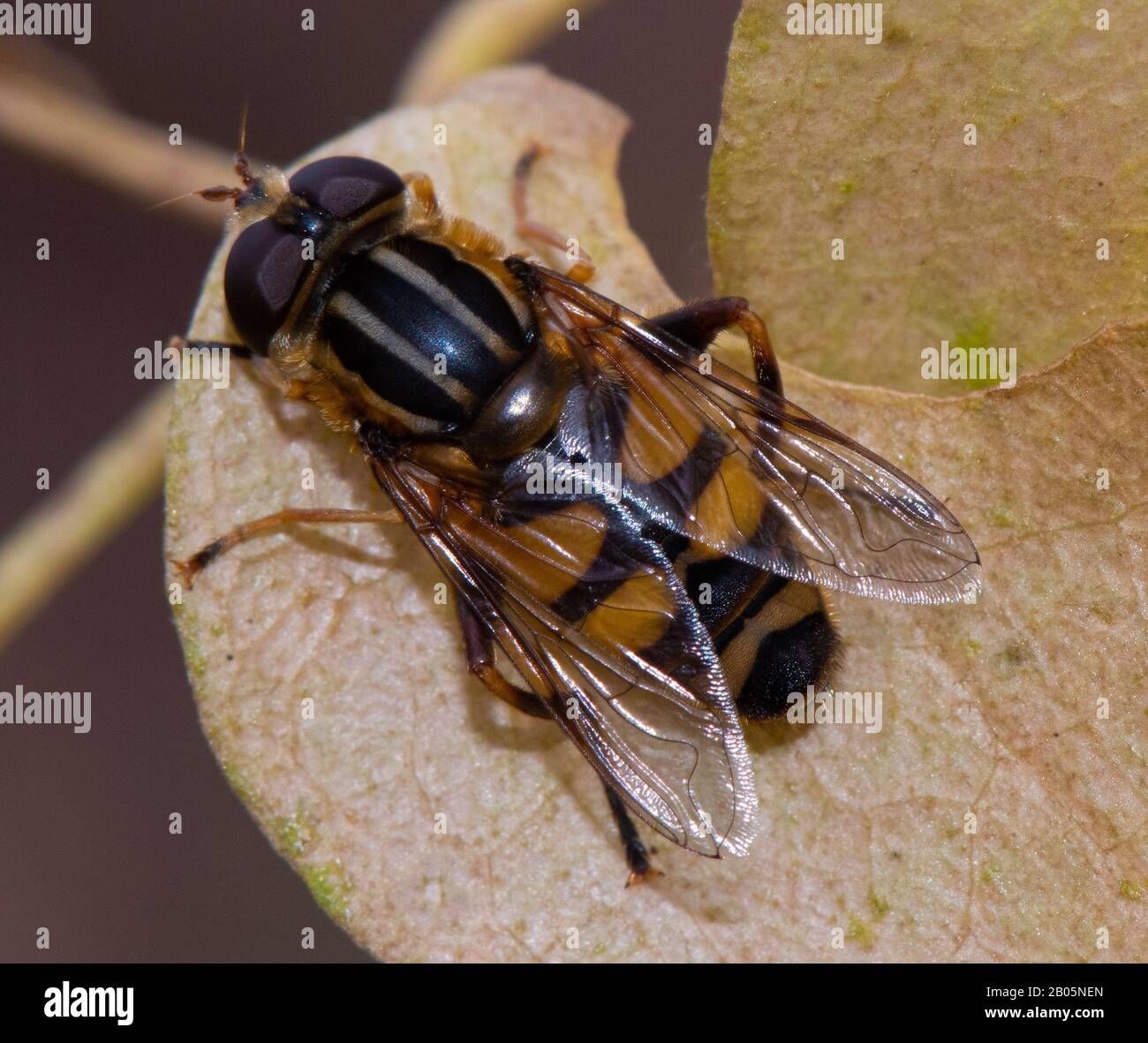 Vista aerea ravvicinata di un Marsh Fly a righe Nere e dorate A Testa Stretta (Helophilus fasciatus) Foto Stock