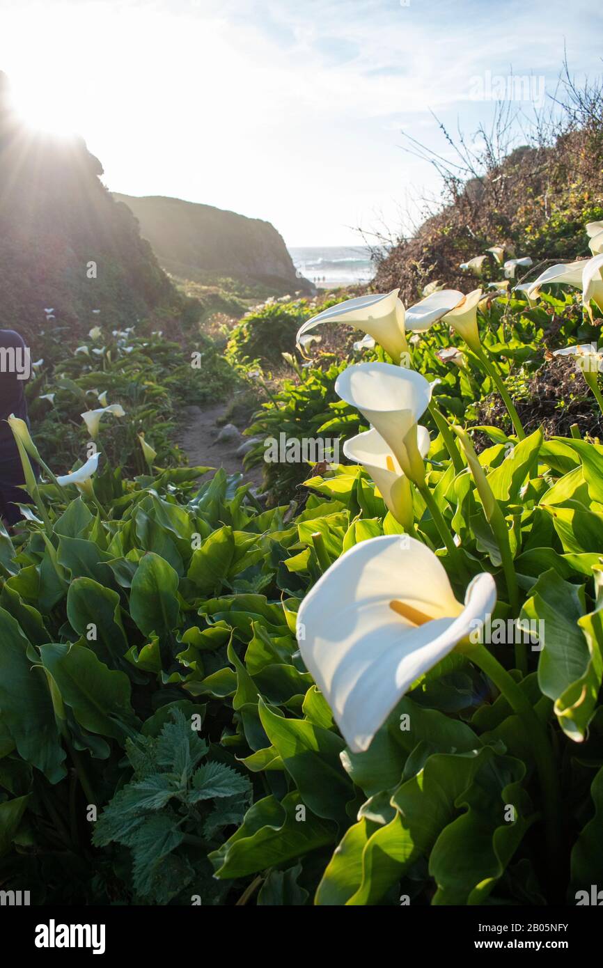 I gigli di calla lungo Doud Creek al Garrapata state Park in California sono noti ai fotografi di tutto il mondo per la loro bellezza. Foto Stock