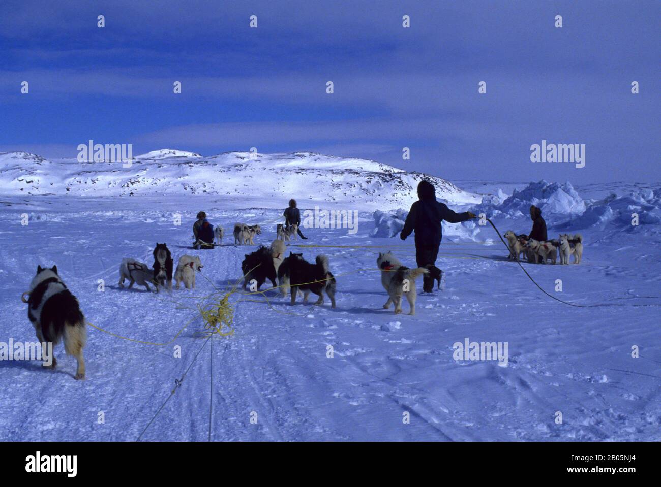 NORD AMERICA, CANADA, NWT, BAFFIN ISLAND, VICINO IQALUIT, INCONTRO DI SQUADRE DI CANI Foto Stock