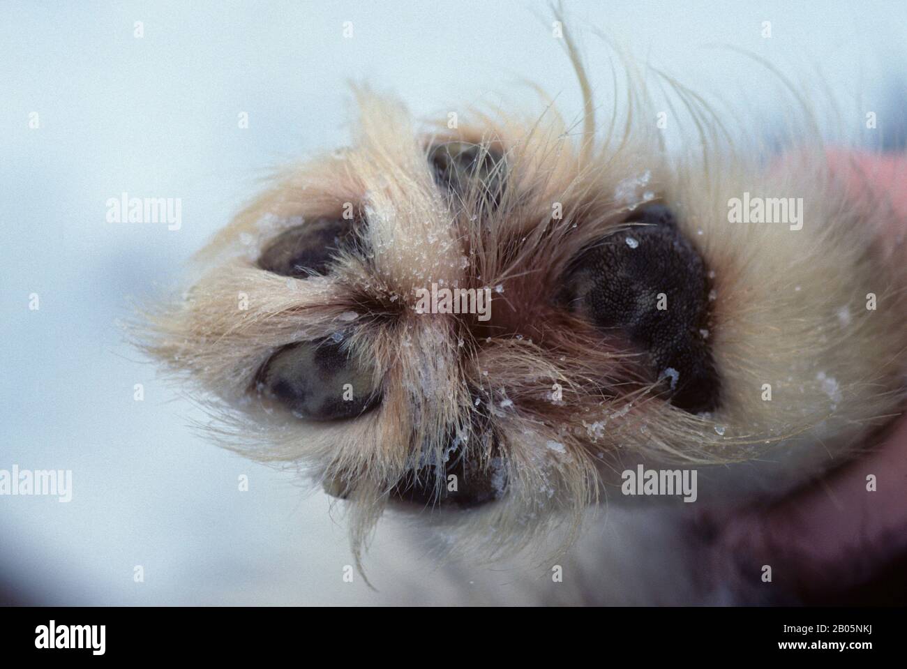 CANADA, NUNAVUT, BAFFIN ISLAND, HUSKY DOG, PRIMO PIANO DI HICKLY-FURRED PAW, ADATTAMENTO AMBIENTALE Foto Stock