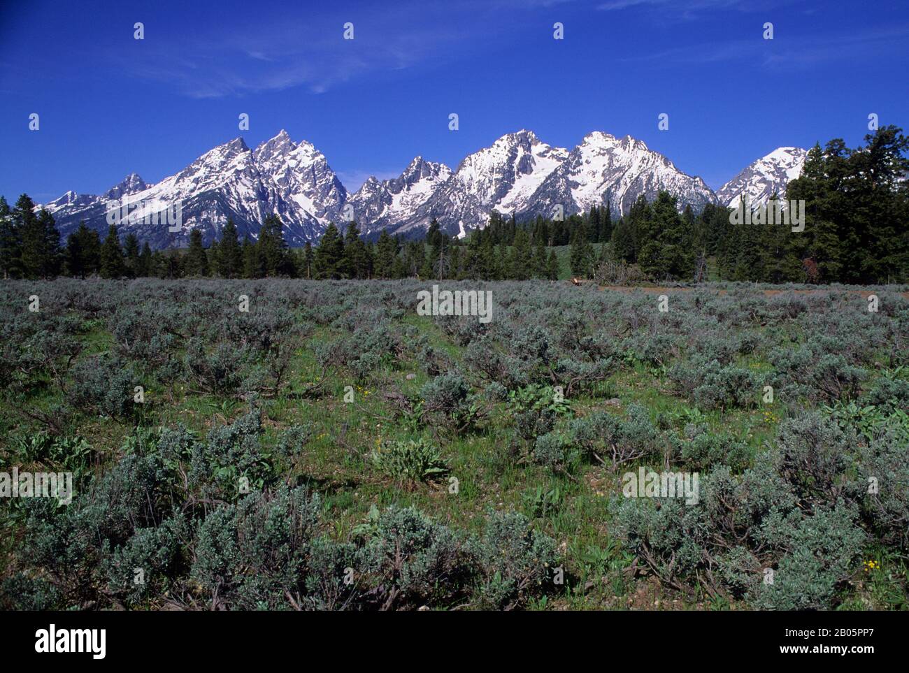 USA, WYOMING, GRAND TETON NATIONAL PARK, TETON RANGE, SAGEBRUSH Foto Stock