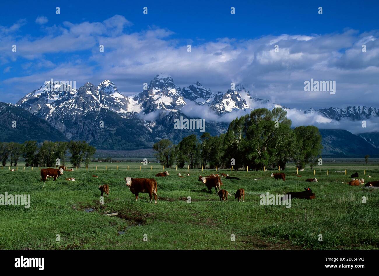 USA, WYOMING, GRAND TETON NATIONAL PARK, TETON RANGE CON MUCCHE IN PRIMO PIANO Foto Stock