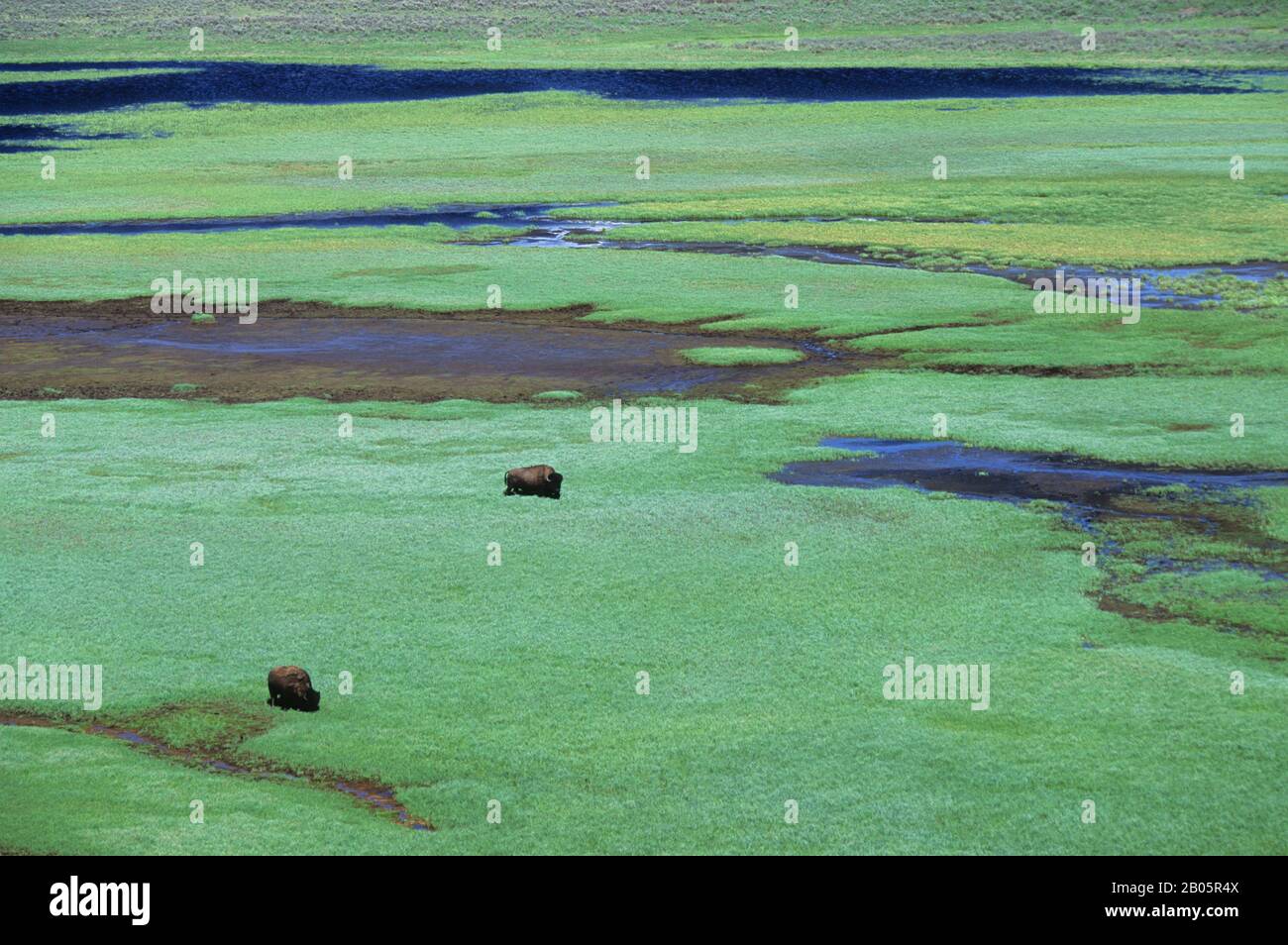 USA, WYOMING, PARCO NAZIONALE DI YELLOWSTONE, HAYDEN VALLEY, BISON PASCOLARE Foto Stock USA, WYOMING, PARCO NAZIONALE DI YELLOWSTONE, HAYDEN VALLEY, BISON PASCOLARE Foto Stock