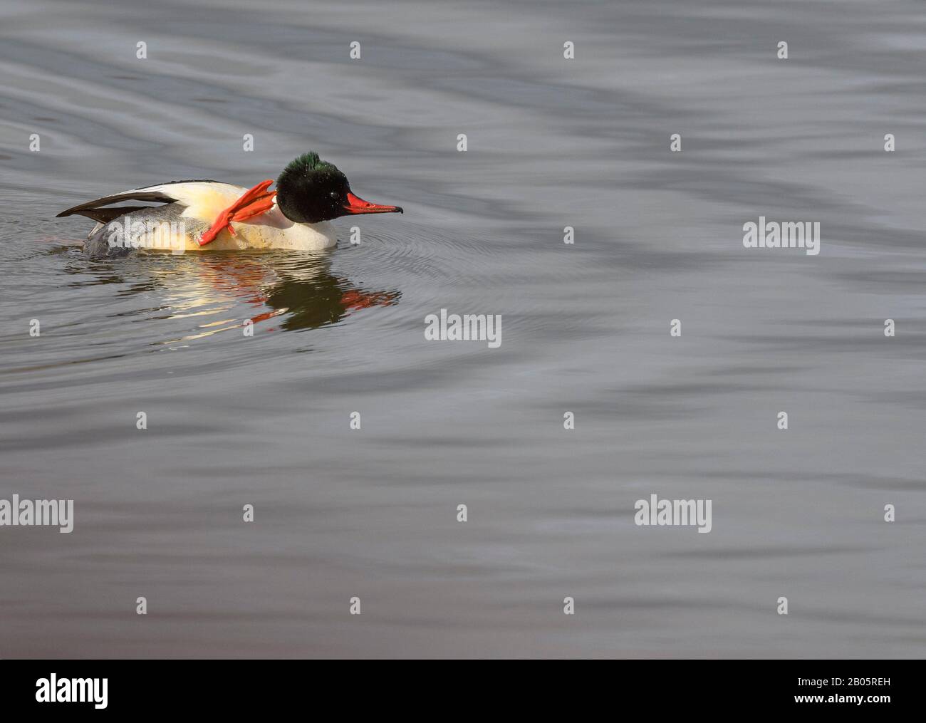 Maschio Comune Merganser Graffiare Foto Stock