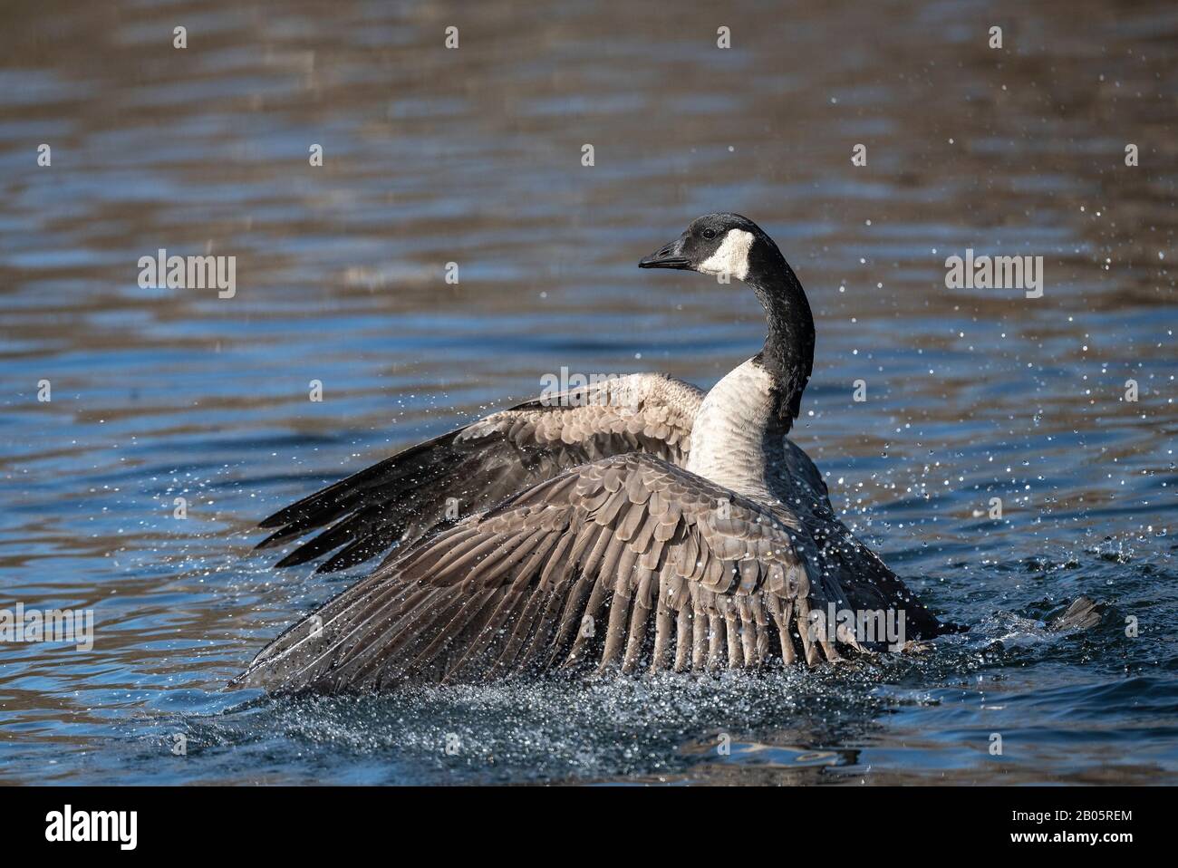 Canada Goose che batte le sue ali sull'acqua Foto Stock