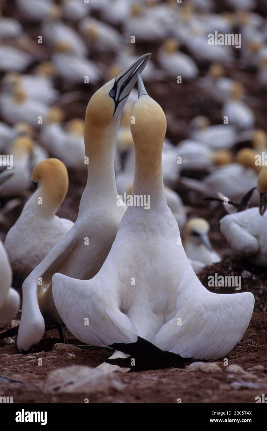 CANADA, QUEBEC, GASPE, BONAVENTURE IS., SCHERMA GANNETS, COMPORTAMENTO DI ACCOGLIENZA/ACCOPPIAMENTO Foto Stock
