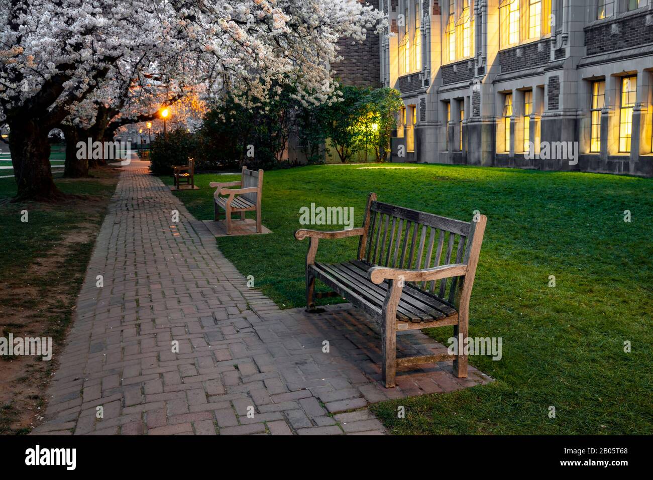 WA17181-00...WASHINGTON - alberi di ciliegio in fiore vicino all'edificio Smith dell'Università di Washington a Seattle. Foto Stock