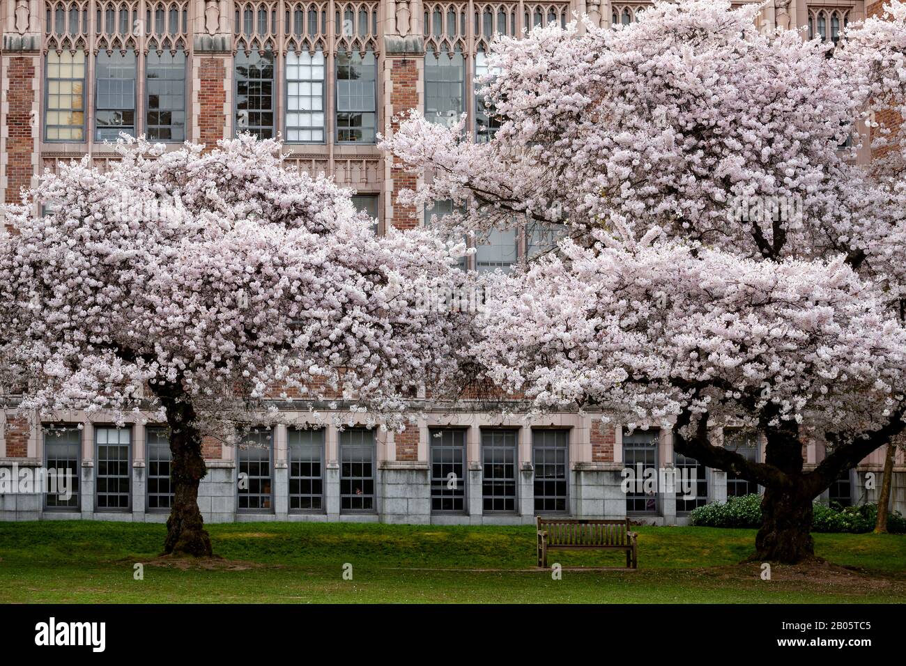 WA17186-00...WASHINGTON - alberi di ciliegio che fioriscono nel Quad all'Università di Washington a Seattle. Foto Stock
