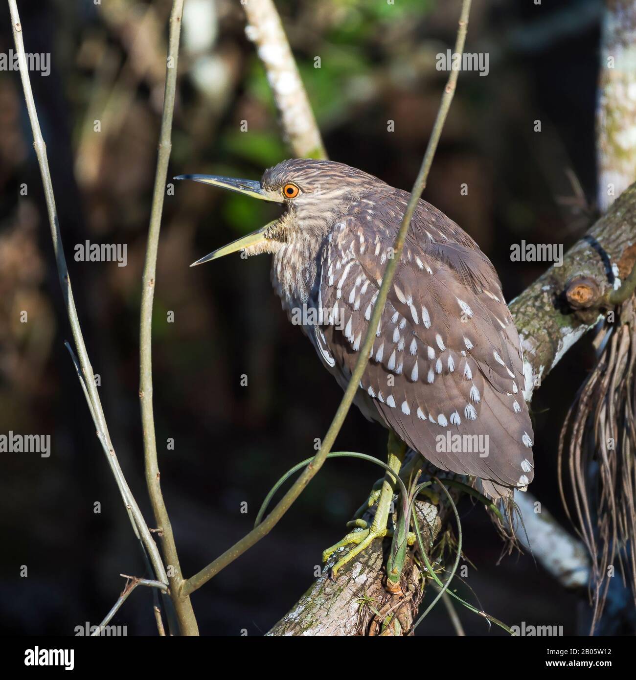 Erone notturno con corona nera giovanile (nycticorax nycticorax) che urta nella Big Cypress National Preserve. Florida. STATI UNITI Foto Stock