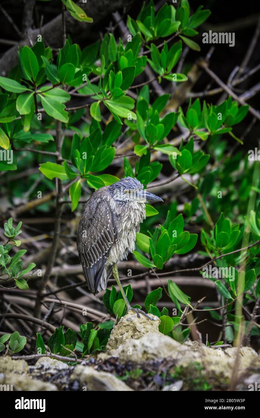 Little Blue Heron, Sanibel Island, J.N. Ding Darling National Wildlife, Florida, USA, animali divertenti Foto Stock