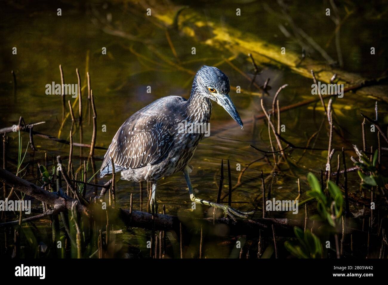 Little Blue Heron, J.N. Ding Darling National Refuge, Sanibel Island, Florida, USA, animali divertenti Foto Stock