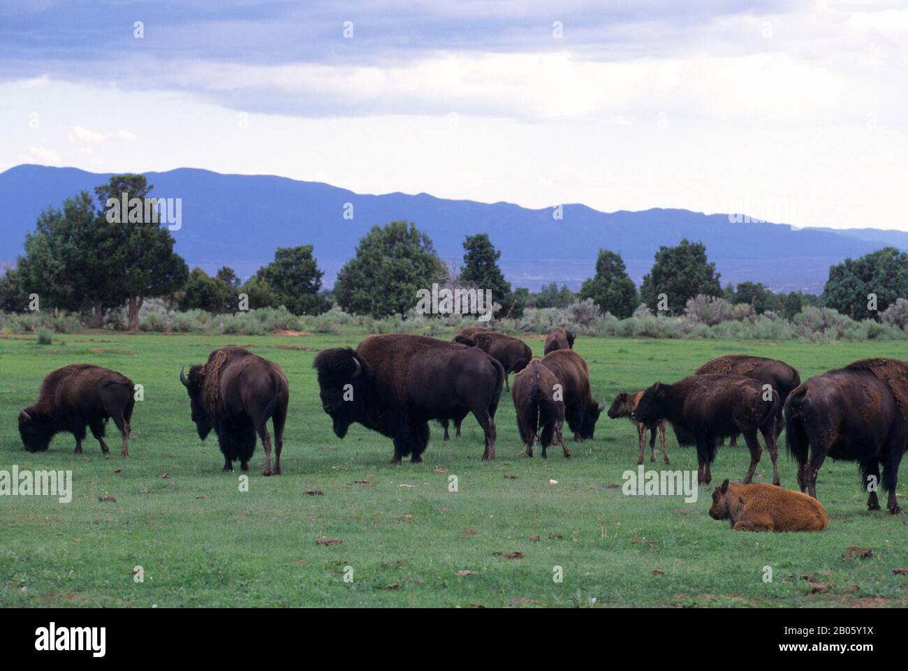 USA, NUOVO MESSICO, VICINO A TAOS JIMMY MORNINGTALK'S RANCH, BISON HERD Foto Stock USA, NUOVO MESSICO, VICINO A TAOS JIMMY MORNINGTALK'S RANCH, BISON HERD Foto Stock