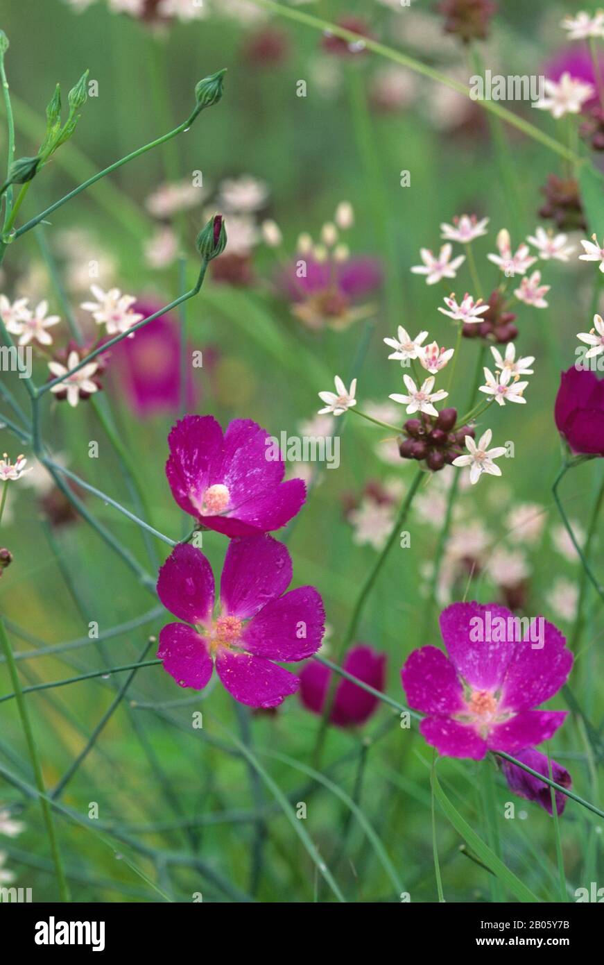 USA, TEXAS, AUSTIN, NATIONAL WILDFLOWER RESEARCH CTR, STANDING WINECUP & WILD ONION Foto Stock