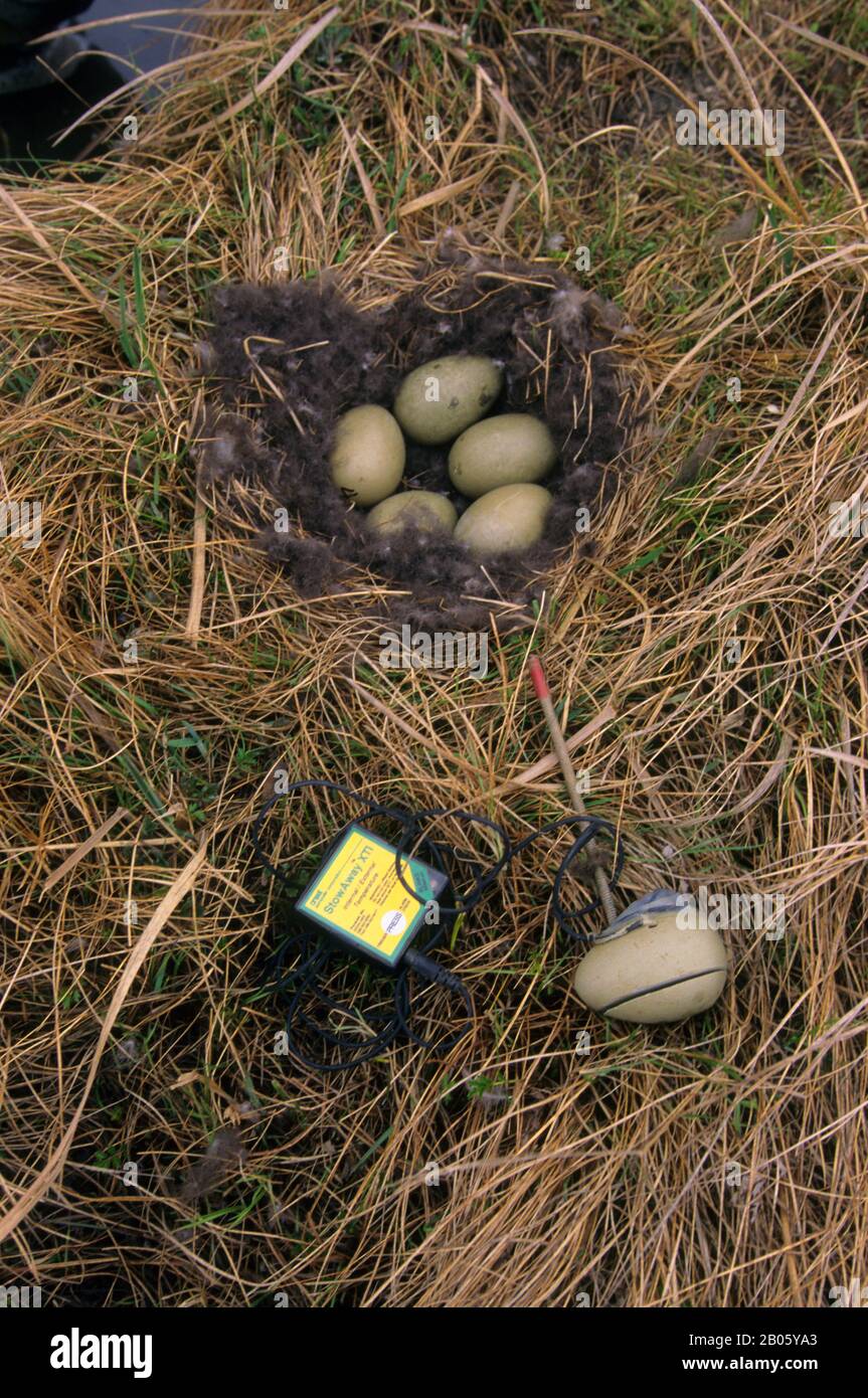 USA, ALASKA, AREA DI YUKON/KASHUNUK, NIDO DI EIDER SPETTACOLARE, UOVO ARTIFICIALE, MISURAZIONE DELL'ATTIVITÀ DI INCUBAZIONE Foto Stock