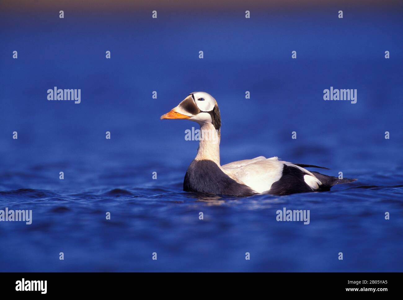 USA, ALASKA, YUKON DELTA, HOCK SLOUGH CAMP AREA, EIDER SPETTACOLARE ANATRE, MASCHIO (DRAKE) NUOTO Foto Stock