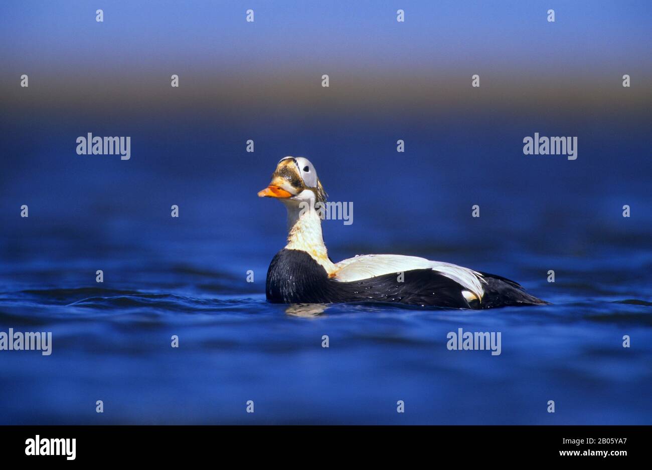 USA, ALASKA, YUKON DELTA, HOCK SLOUGH CAMP AREA, EIDER SPETTACOLARE ANATRE, MASCHIO (DRAKE) NUOTO Foto Stock