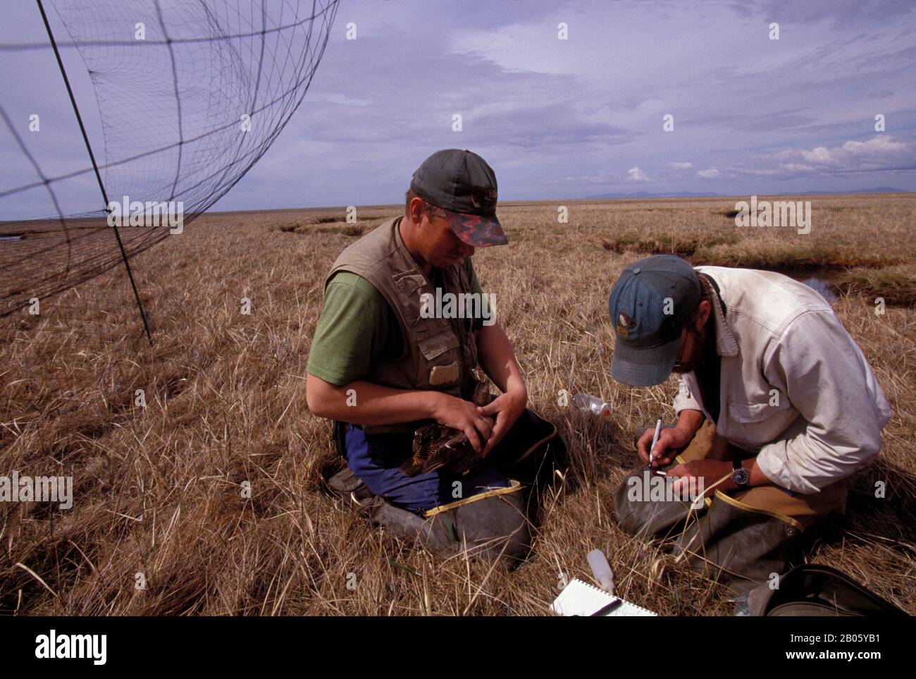 USA, ALASKA, AREA YUKON/KASHUNUK, EIDER SPETTACOLARE, PAUL FLINT, BILL O'CONNELL, FEMMINA, CAMPIONE DI SANGUE Foto Stock